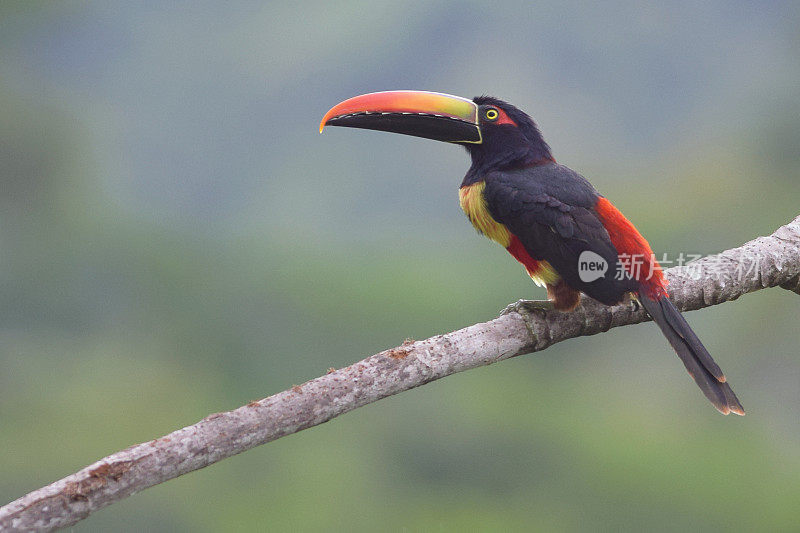 Fiery-Billed Aracari巨嘴鸟